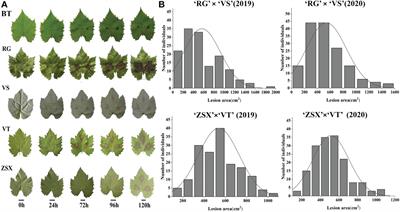 Candidate gene discovery of Botrytis cinerea resistance in grapevine based on QTL mapping and RNA-seq